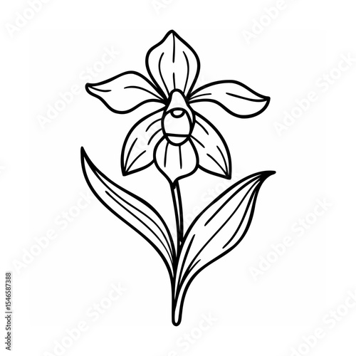 Black and White Line Drawing of an Orchid Flower line art