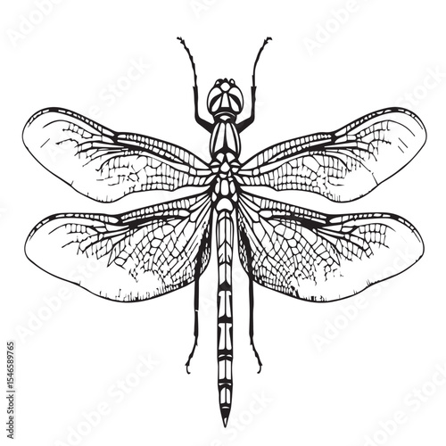 Detailed dragonfly illustration isolated on white background