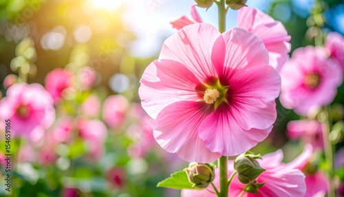 Beautiful Pink Flower Blooming in a Garden Setting with Sunlight