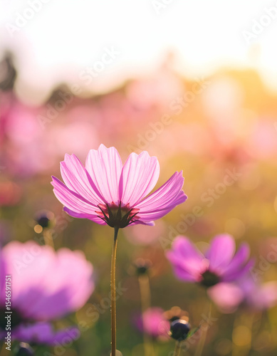 Beautiful Purple Flower in Bloom Under Gentle Sunlight Glow