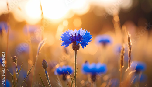 Vibrant Blue Flower Under Golden Sunset in a Meadow Scene
