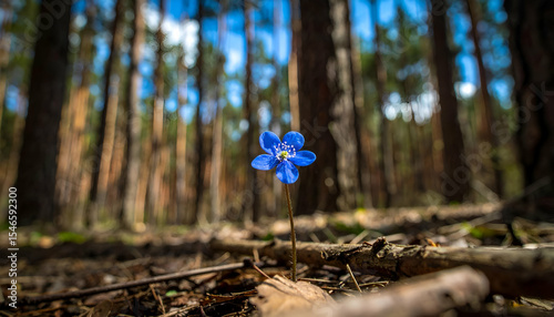 Blue Flower in a Wooded Forest Environment on a Bright Day