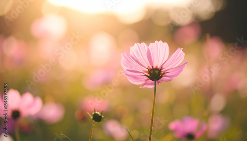 Beautiful Pink Flower in Soft Focus with Warm Sunset Glow