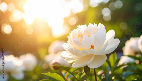 Beautiful White Peony Flower in Sunlight with Blurred Background