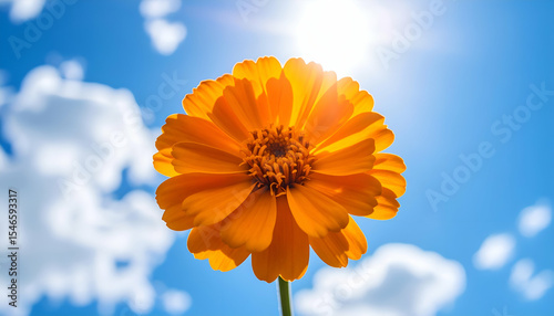 Bright Orange Flower Against a Clear Blue Sky and Sunlight