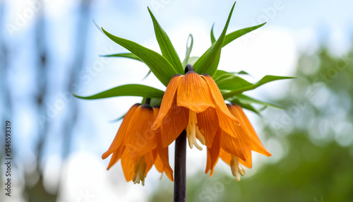 Vibrant Orange Flowers with Green Leaves under Bright Blue Sky