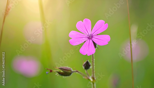 Delicate Pink Flower Blooming in a Verdant Field with Soft Light