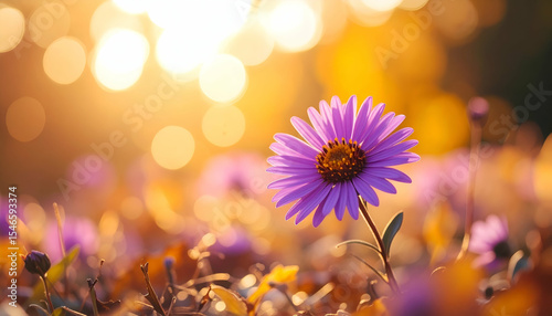 Beautiful Purple Flower in Golden Light during Sunset or Sunrise