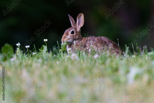 eastern cottontail (Sylvilagus floridanus) in summer