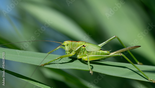 Close-up of a large green grasshopper (Tettigonia) sitting on long green grasses. In the background other grasses and parts of the blue sky.