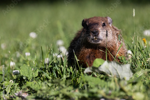 groundhog (Marmota monax), also known as the woodchuck