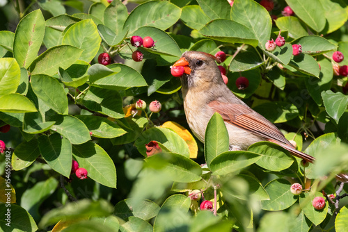 Female Northern Cardinal feeding with Amelanchier canadensis (bilberry, Canadian serviceberry)