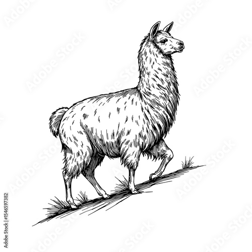 A stylized black and white illustration of a llama standing confidently on a hillside, exuding a sense of peace and charm. 