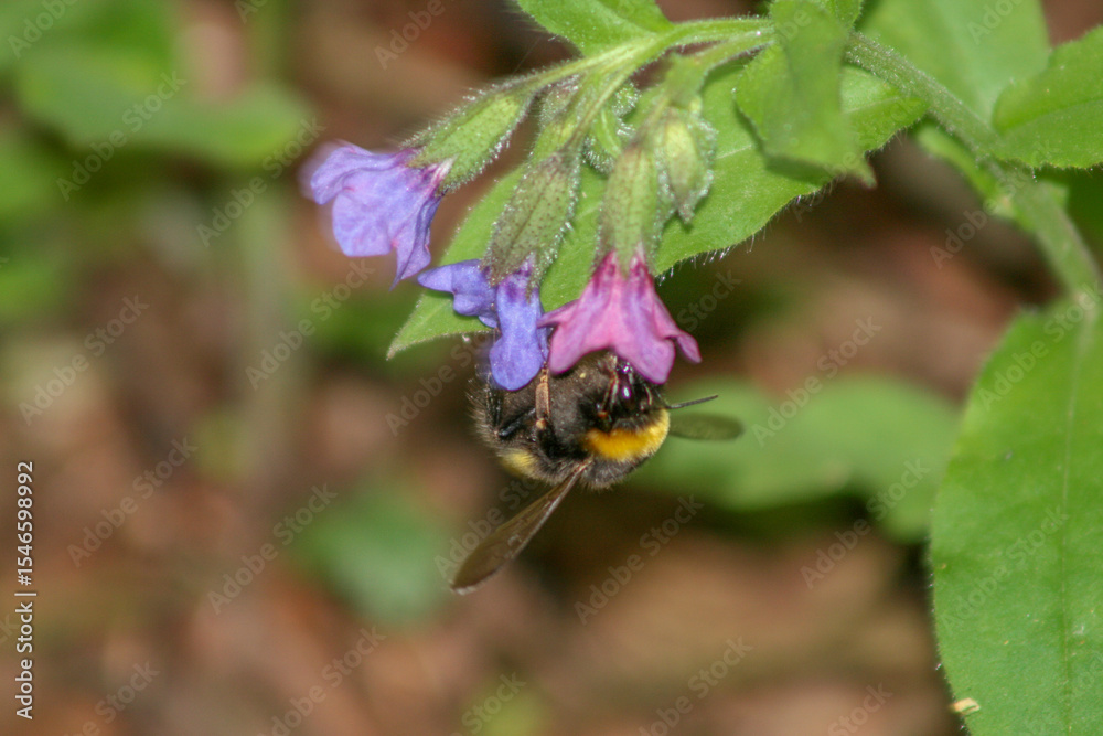 Fototapeta premium Bumblebee on a wild lungwort flower in spring, macro close-up.