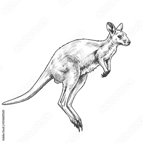 Tree Kangaroo – Dendrolagus spp. Realistic kangaroo standing upright drawn in vintage hand sketch style with fine details. Wildlife illustration concept