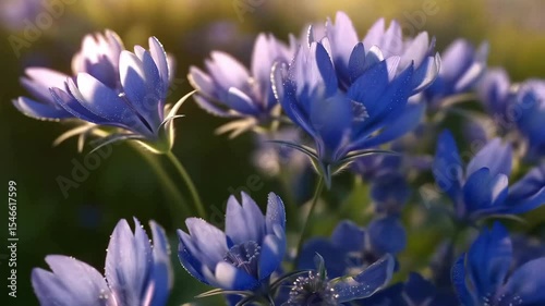 Blue wildflowers blooming in sunlight with soft focus background  