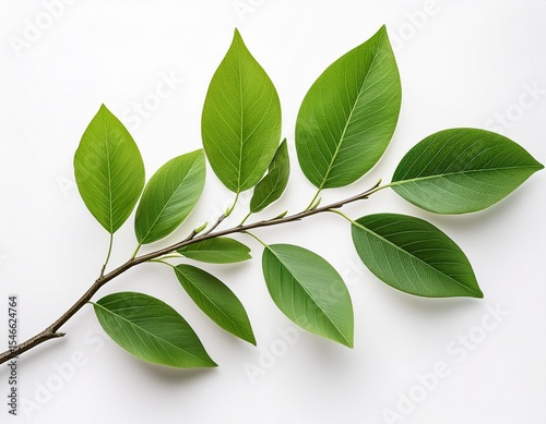 fresh green tree branch with leaves isolated on a white background perfect for spring and summer nature designs