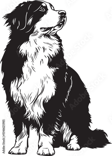sitting bernese mountain dog