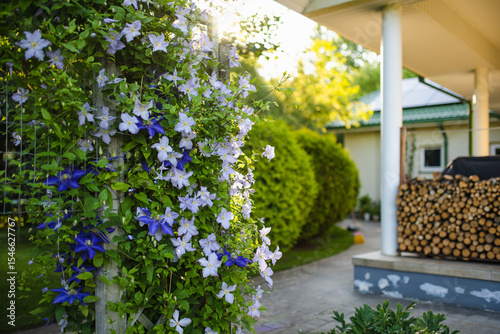 Fototapeta Naklejka Na Ścianę i Meble -  Flowering purple clematis in the garden. Flowers blossoming in summer.