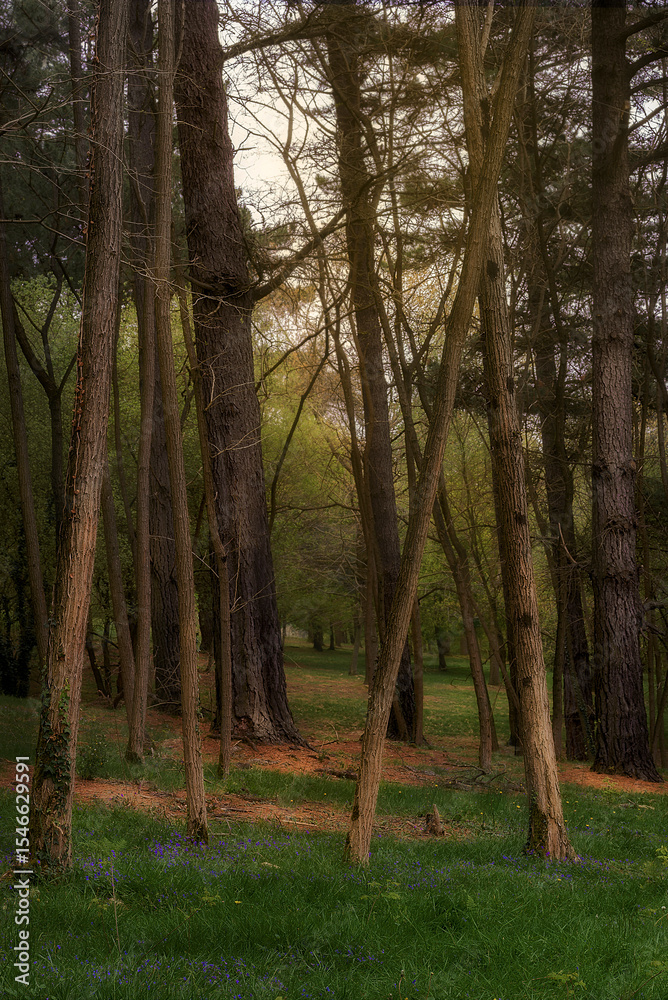 Fototapeta premium Tranquil forest scene with tall pine trees and green grass in springtime, soft light filtering through the branches, peaceful natural landscape