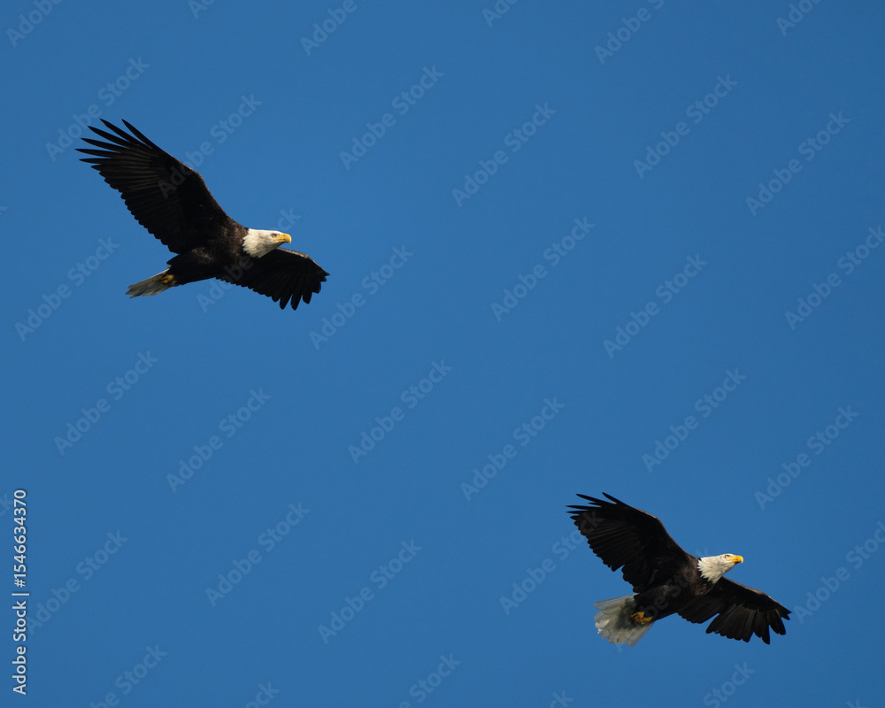 Naklejka premium Two adult bald eagles flying high