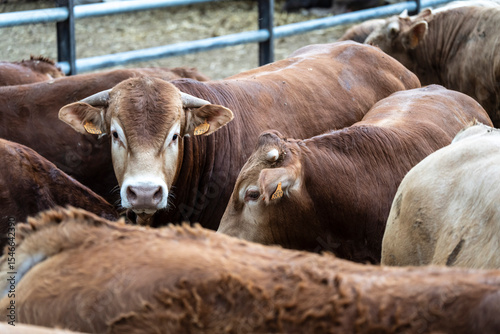 herd of cows housed by age during the breeding season, Guils de Cerdanya, Puigcerda, province of Girona, Catalonia, Spain