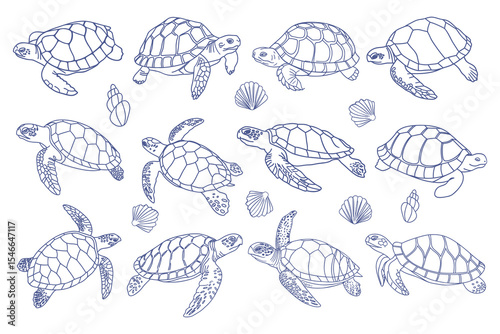 Collection of sea turtles and shells. Hand drawn illustration.