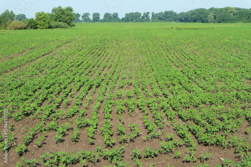 Fotografi Soybean seedlings in a farm field