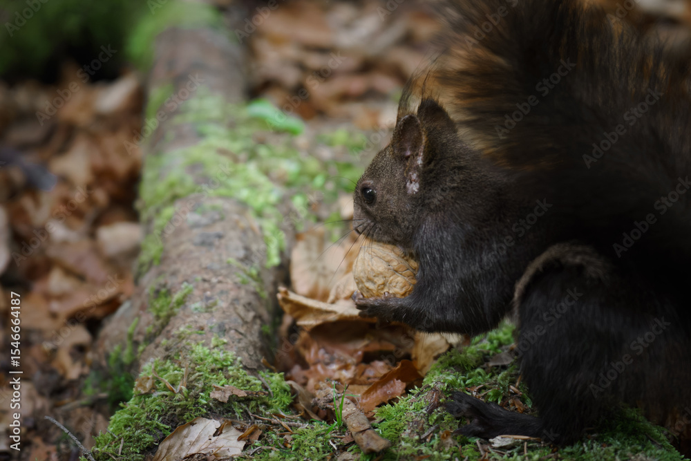 A black squirrel receives a walnut from a human hand in the forest, demonstrating bold animal behavior and the instinctive caching of food for winter survival. A black squirrel receives a walnut from a human hand in the forest, demonstrating bold animal behavior and the instinctive caching of food for winter survival.