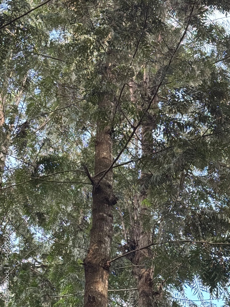 Fototapeta premium trees in the forest