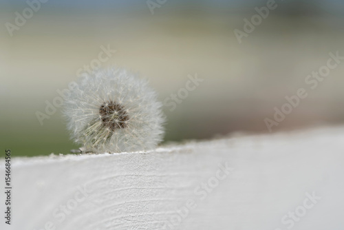 Soft-focus close-up photo of dandelion seed head on the wooden white fence. Background is softy blurred with gentle pink and green tones. Image combines natural textures, creating abstract aesthetic.