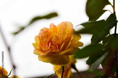 Tight Shot Of Yellow Rose Outdoors With Green Leaf