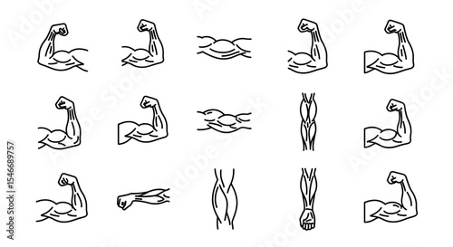 Collection of Biceps and Forearm Muscle Illustrations Line Art Graphics