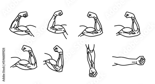 Anatomy of Biceps and Forearm Muscles Line Art Illustrations