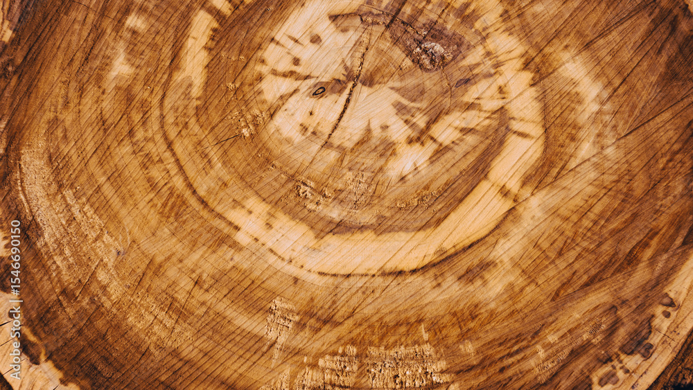 Naklejka premium Round wooden cut of tree with bark texture and visible growth rings. Tree cut background. Top view, Banner