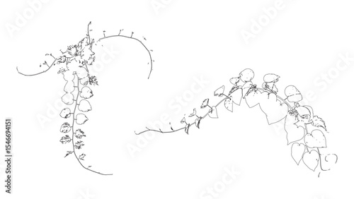 Curved Climbing Vines Botanical Line Drawing