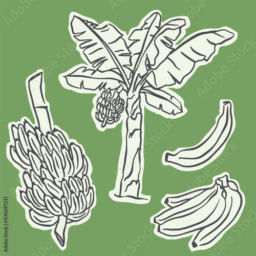Set of doodle illustrations of banana, bunch and banana plant