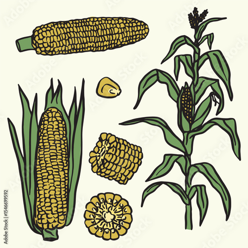 Set of doodle-style illustrations of the corn plant