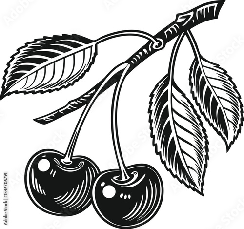 Cherries with leaf vintage woodcut engraving style vector
