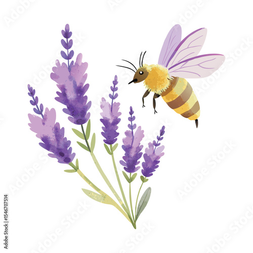A bee flies near lavender flowers isolated on white background