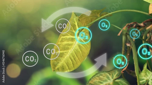 Photosynthesis of plant producing oxygen from carbon dioxide. Plant leaf with overlay animation Of Oxygen and Carbon dioxide icons