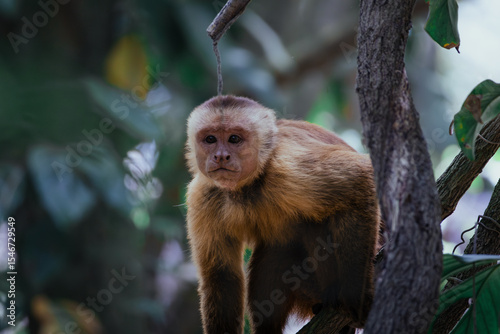 Canvas Print Curious Capuchin Monkey in Natural Rainforest Habitat, Colombia