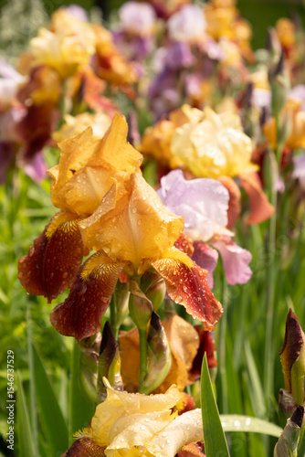 Obraz na plátně Many colorful Irises flowers of different varieties in summer garden on flower bed