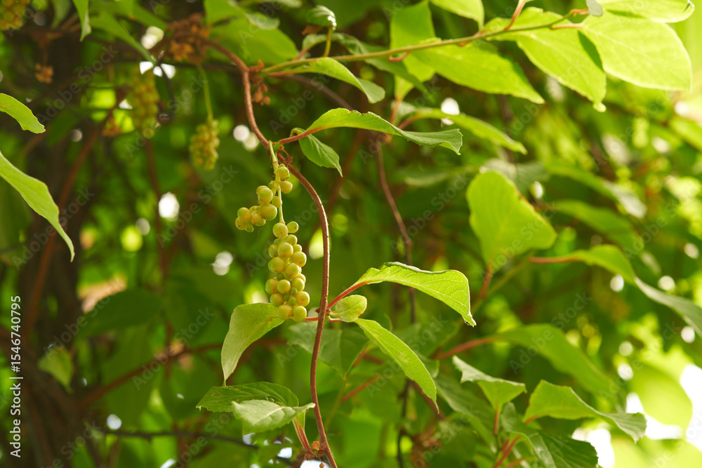 Fototapeta premium Picturesque thickets of Chinese magnolia vine with a bunch of green berries. Macro.