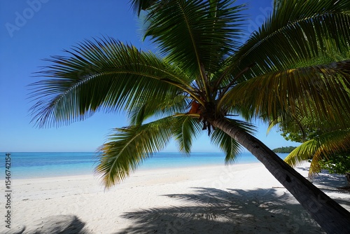 Tropical Palm Tree on White Sandy Beach free beach background Ocean