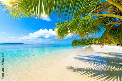 Tropical beach scene Palm tree white sand turquoise water free beach background