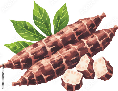 Vector watercolor illustrated cassava
