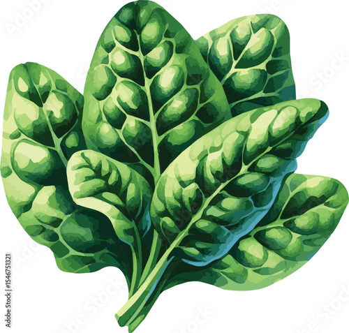 Vector watercolor painted illustration of a spinach