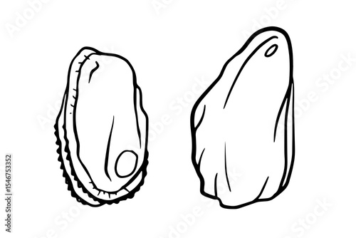 Mussel graphic illustration, great for seafood menus, recipe books, culinary labels, food packaging, educational materials, or coastal theme designs.