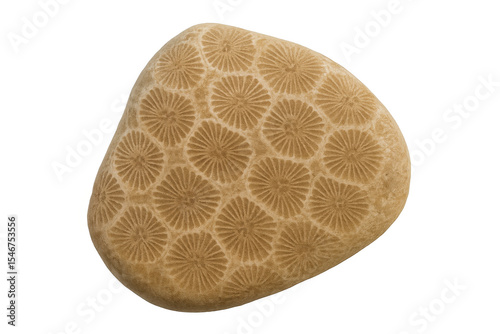 Close-up of a petoskey stone revealing intricate fossilized coral patterns, isolated on a transparent background
